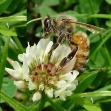 Trifoglio alessandrino api usato  Valva