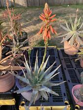 Aloe glauca pot for sale  Houston
