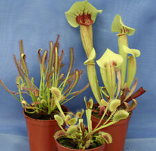 Collection carnivorous plants for sale  AMMANFORD