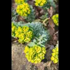 Euphorbia myrsinites walzen gebraucht kaufen  Deutschland