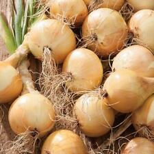 Onion ailsa craig for sale  UK