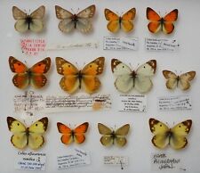 European colias good for sale  PERSHORE