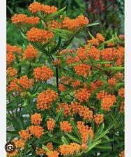 Butterfly weed plant for sale  Tazewell