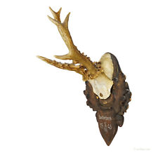 Used, Great Roe Deer Trophy Mount on Wooden Carved Plaque ca. 1946 for sale  Shipping to South Africa