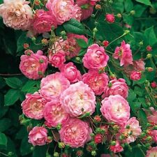 Parkrose Kölner Flora różowy balot na sprzedaż  PL