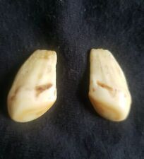 Pair elks teeth for sale  Port Angeles