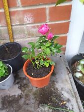 Miniature rose plant for sale  SOUTHAMPTON