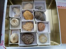 Lot fossiles calice d'occasion  Saint-Aubin-sur-Mer