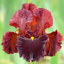 Valentino bearded iris for sale  Summerville