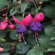 Fuchsia buds may for sale  STOCKPORT