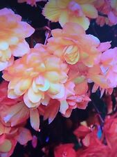 trailing begonia for sale  SOUTHAMPTON