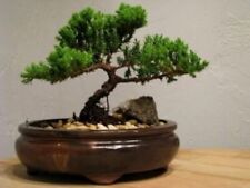 Bonsai juniper tree for sale  Inglewood