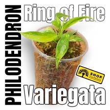 Philodendron ring fire gebraucht kaufen  Berlin