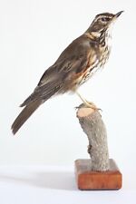 Taxidermy song thrush for sale  Shipping to Ireland