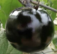 Round black eggplant for sale  El Monte