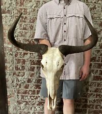 Huge wildebeest skull for sale  Magnolia