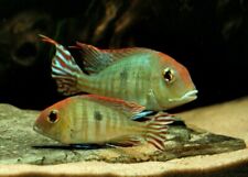 american cichlids for sale  SUNDERLAND