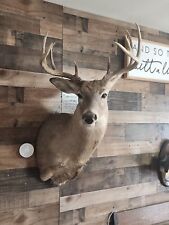 Whitetail deer shoulder for sale  New Douglas