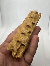 Rare jaw mandibule d'occasion  France