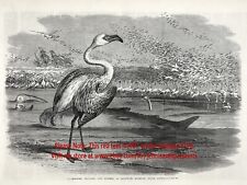 Bird flamingo pelican for sale  Lake Villa