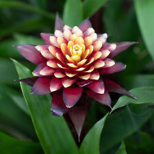 Guzmania francesa bromeliad for sale  UK