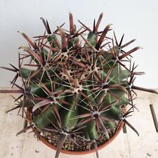 Ferocactus herrerae cactus d'occasion  Mèze