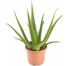 Aloe vera chinensis usato  Barcellona Pozzo Di Gotto