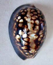 Cypraea Mauritiana Naine 47mm, used for sale  Shipping to South Africa