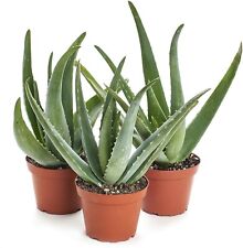 Usado, 5"-10" Aloe Vera planta viva orgânica enraizada filhotes suculentos floração Barbadensis  comprar usado  Enviando para Brazil