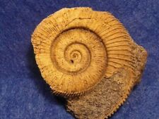 Ammonite dactylioceras athleti usato  Napoli