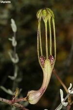 Ceropegia Zeyheri - Climbing Succulent - Very Rare - 3 Seeds for sale  Shipping to South Africa