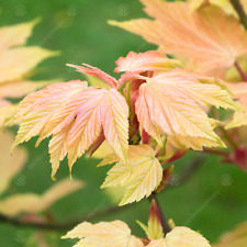 Acer pseudoplatanus brillianti for sale  UK