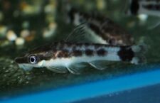 Otocinclus brazil catfish for sale  Miami