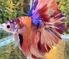 Male multicolour rosetail for sale  COVENTRY