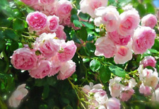 Pink climbing rose for sale  Wilmington