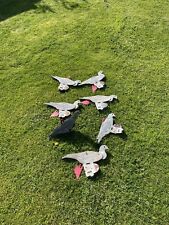 Decoy pigeon for sale  GRANTHAM