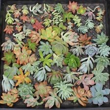 Assorted succulent top for sale  Honea Path