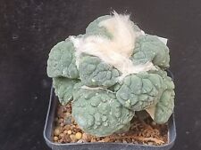 Astrophytum ariocarpus retusus gebraucht kaufen  Oschersleben (Bode)