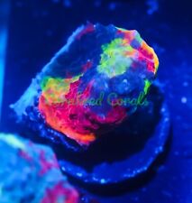 rainbow chalice coral for sale  Fort Lauderdale