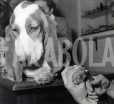 Vintage animali manicure usato  Roma