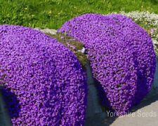 Herb thyme purple for sale  DEWSBURY