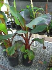 Ensete maurelii red for sale  Mcminnville