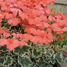Geranium zonal variegated for sale  Shipping to Ireland