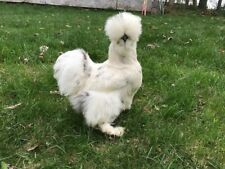 silkie chick for sale  Wingdale