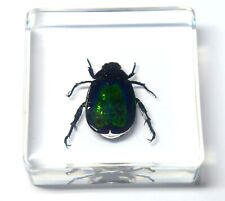 INTERESTING BEAUTIFUL GREEN BEETLE BUG INSECT IN EPOXY GLASS DISPLAY STAND for sale  Shipping to South Africa