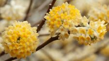 Usado, Edgeworthia chrysantha | Oriental Paperbush | Mitsumata | 50_Sementes comprar usado  Enviando para Brazil