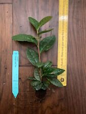 Camellia sinensis plant for sale  Bossier City