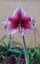 Hippeastrum Maestro - 1 bulb / offset about 2.7 cm, used for sale  Shipping to South Africa