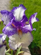 Rhizome iris bleu d'occasion  Chaumont