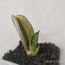 Sansevieria Baseball Variegated FREE Phytosanitary Certificate for sale  Shipping to South Africa